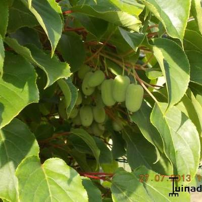 Actinidia deliciosa 'Ken's Red' - 