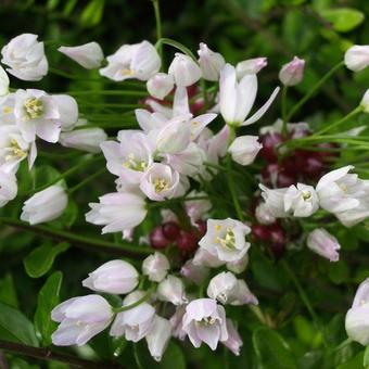 Allium roseum var. roseum