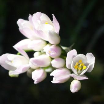 Allium roseum var. roseum