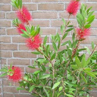 Callistemon citrinus