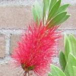 Callistemon citrinus - Rince-bouteille