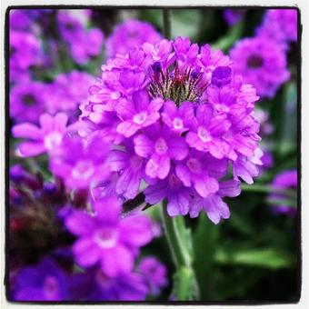 Verbena rigida