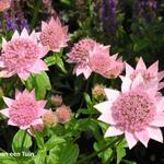 Astrantia maxima - Astrantia maxima