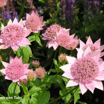 Astrantia maxima