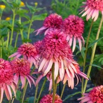 Echinacea purpurea 'Irresistible'