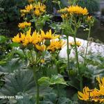 Ligularia x yoshizoeana 'Palmatiloba - 