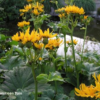 Ligularia x yoshizoeana 'Palmatiloba