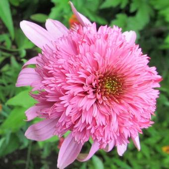 Echinacea purpurea 'Razzmatazz'