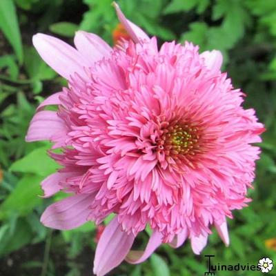 Echinacea purpurea 'Razzmatazz' - 