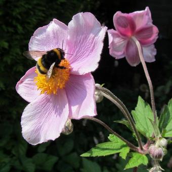 Anemone hupehensis var. japonica