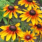 Rudbeckia 'Berlin' - 