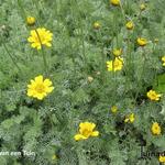 Anthemis marschalliana - Anatolische Hundskamille