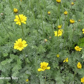 Anthemis marschalliana