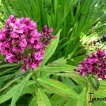 Phlox paniculata 'Natural Feelings' - 