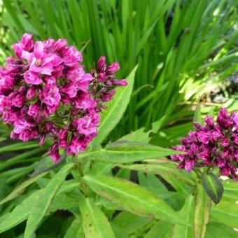 Phlox paniculata 'Natural Feelings'