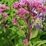 Eupatorium maculatum  'Red Dwarf' - Eupatorium maculatum 'Red Dwarf'