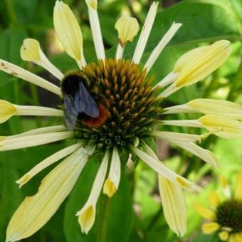 Echinacea purpurea 'Yellow Spider