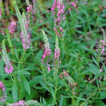 Physostegia virginiana 'Rosea'