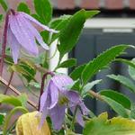 Clematis alpina - Clématite des Alpes