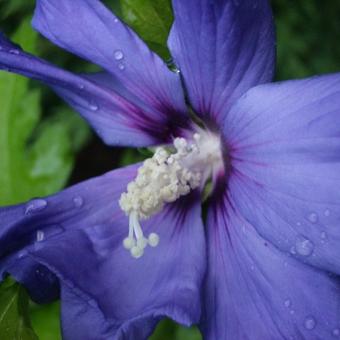 Hibiscus syriacus 'Oiseau Bleu'