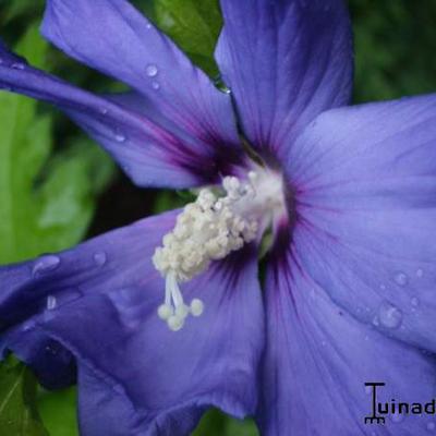 Hibiscus syriacus 'Oiseau Bleu' - Hibiscus syriacus 'Oiseau Bleu'