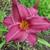 Hemerocallis 'Summer Wine'