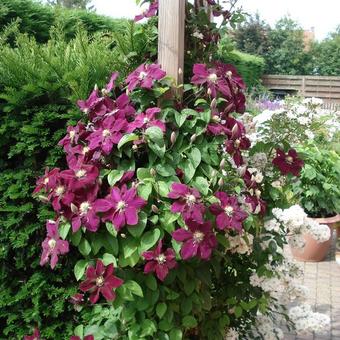 Clematis 'Rosemoor '