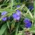 Tradescantia andersoniana 'Zwanenburg Blue'