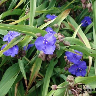 Tradescantia andersoniana 'Zwanenburg Blue' - Tradescantia andersoniana 'Zwanenburg Blue'