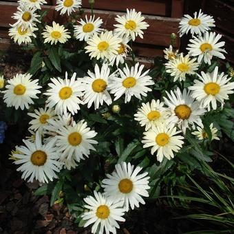 Leucanthemum x superbum 'Broadway Lights'