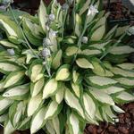 Hosta 'Gypsy Rose' - 