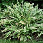 Carex siderosticha 'Variegata' 