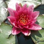 Nymphaea - 