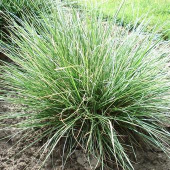 Pennisetum alopecuroides 'Little Honey'