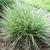 Pennisetum alopecuroides 'Little Honey'