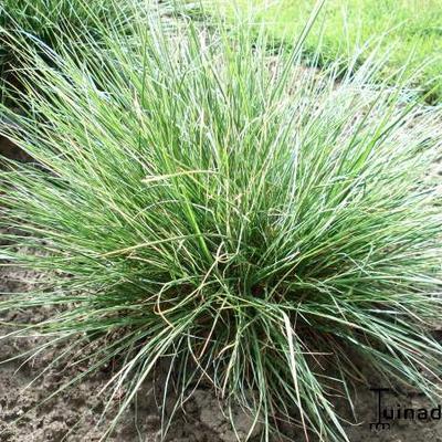 Pennisetum alopecuroides 'Little Honey' - Pennisetum alopecuroides 'Little Honey'