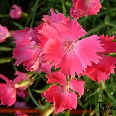 Dianthus 'Kahori' - 