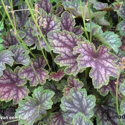 Heuchera 'Beauty Colour'