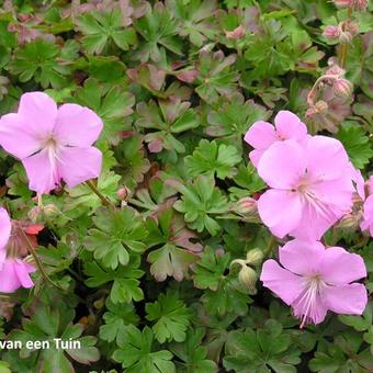 Geranium dalmaticum