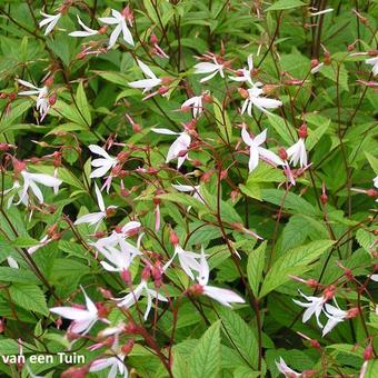 Gillenia trifoliata