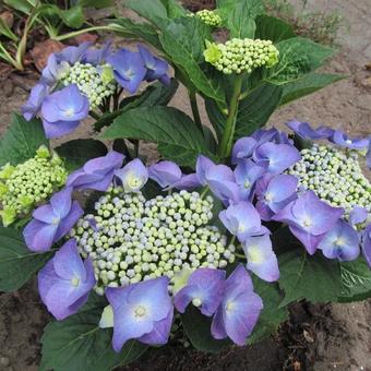 Hydrangea macrophylla 'Blaumeise'