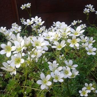 Saxifraga x arendsii 'Schneeteppich'