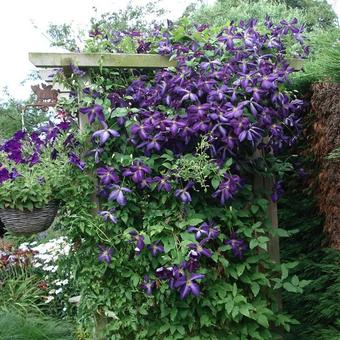 Clematis viticella 'Etoile Violette'