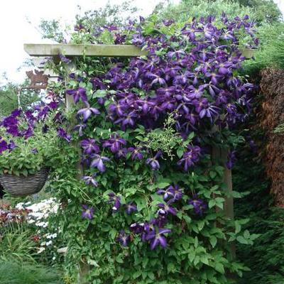 Clematis viticella 'Etoile Violette' - Clematis viticella 'Etoile Violette'