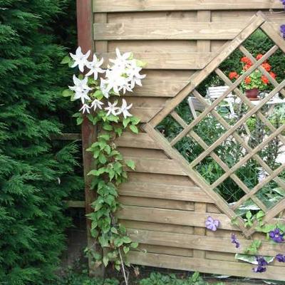 Clematis 'Beautiful Bride' - 