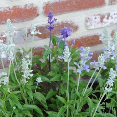 Salvia Farinacea 'Seascape mixed' - 