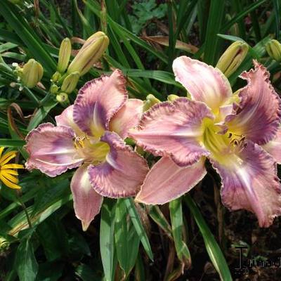 Hemerocallis 'Mildred Mitchell' - Hemerocallis 'Mildred Mitchell'