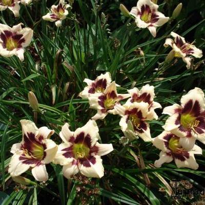 Hemerocallis 'Moonlit Masquerade' - Hemerocallis 'Moonlit Masquerade'