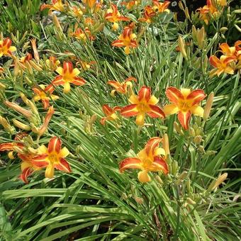 Hemerocallis 'Frans Hals'