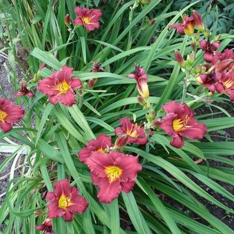 Hemerocallis 'Pardon Me'